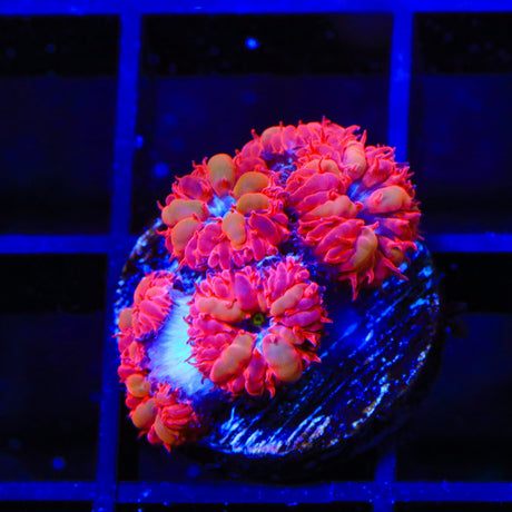 Blue Raven Blastomussa Coral