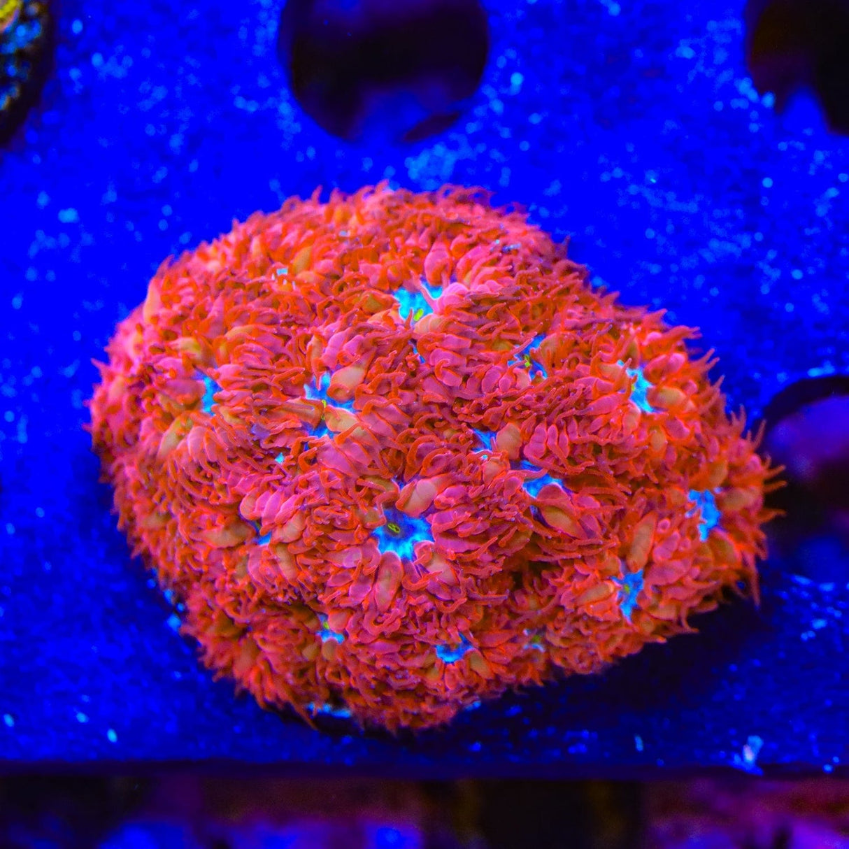 Blue Raven Blastomussa Coral