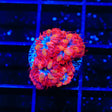 Blue Raven Blastomussa Coral