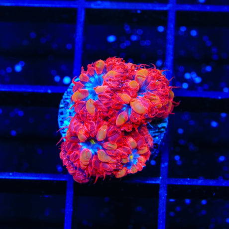 Blue Raven Blastomussa Coral