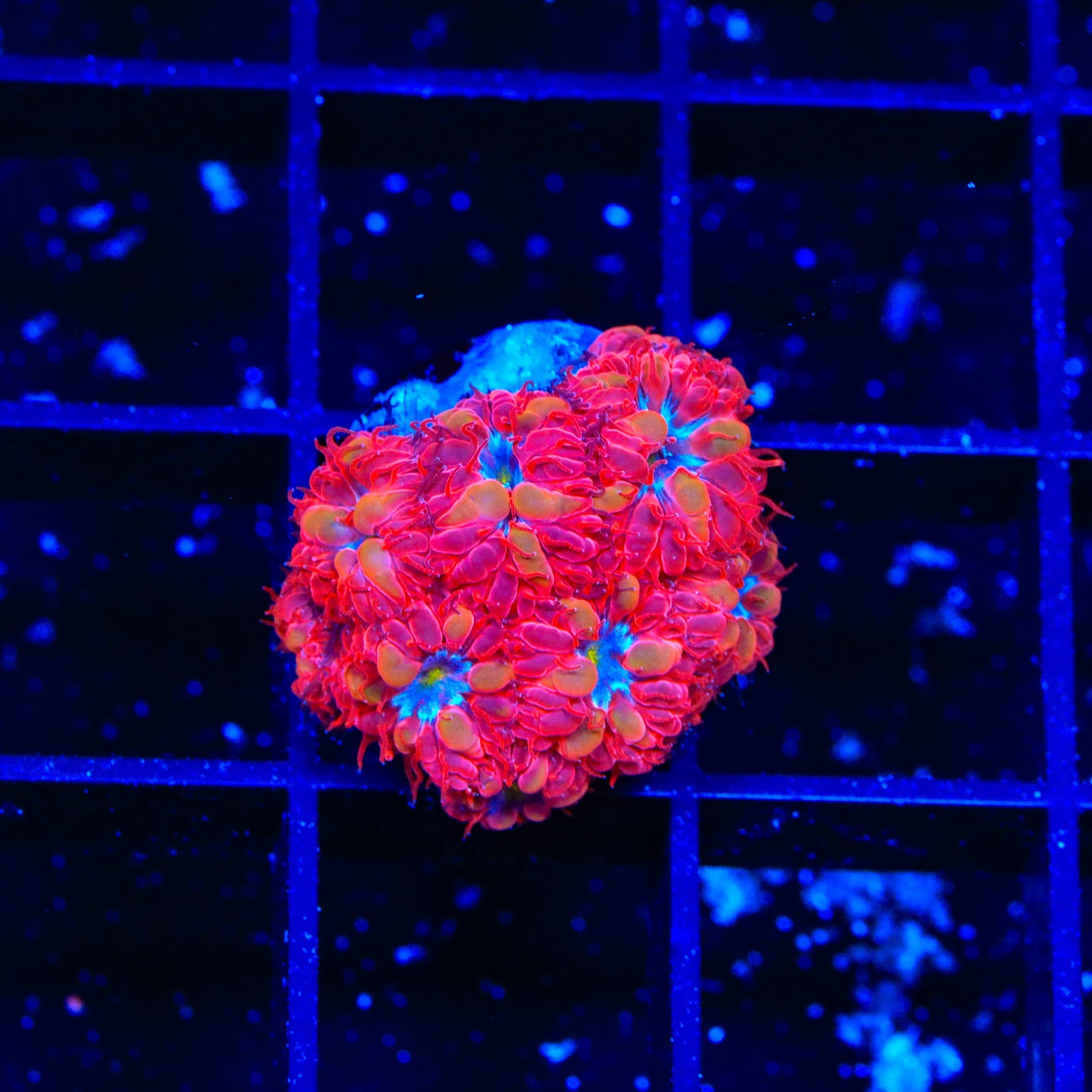 Blue Raven Blastomussa Coral