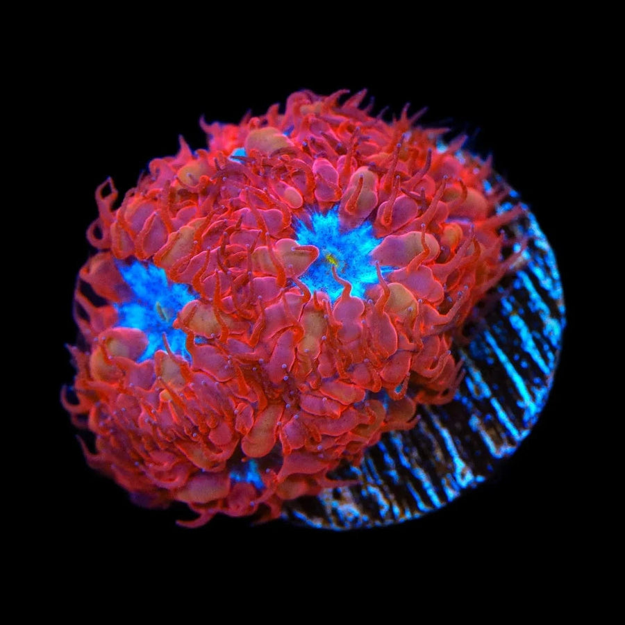 Live Corals for Sale – Page 51 – Top Shelf Aquatics Live Corals for Sale – Page 51 – Top Shelf Aquatics