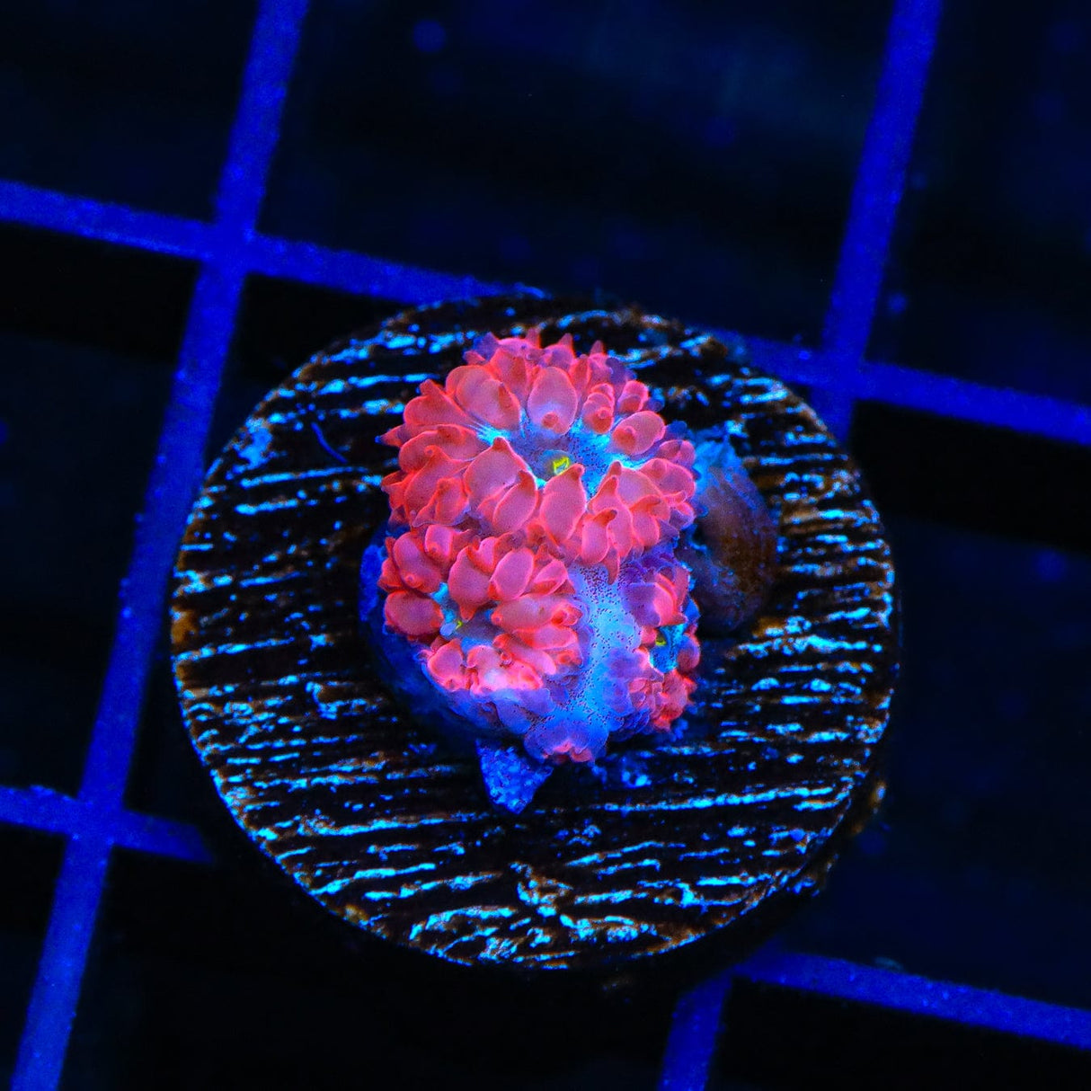 Blue Raven Merletti Blastomussa Coral