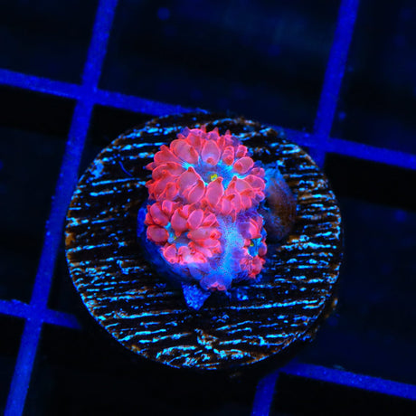 Blue Raven Merletti Blastomussa Coral
