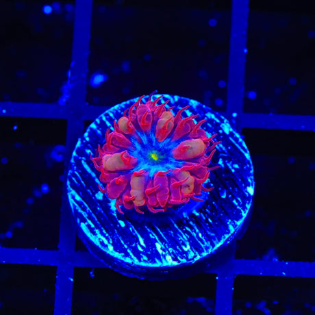 Blue Raven Merletti Blastomussa Coral