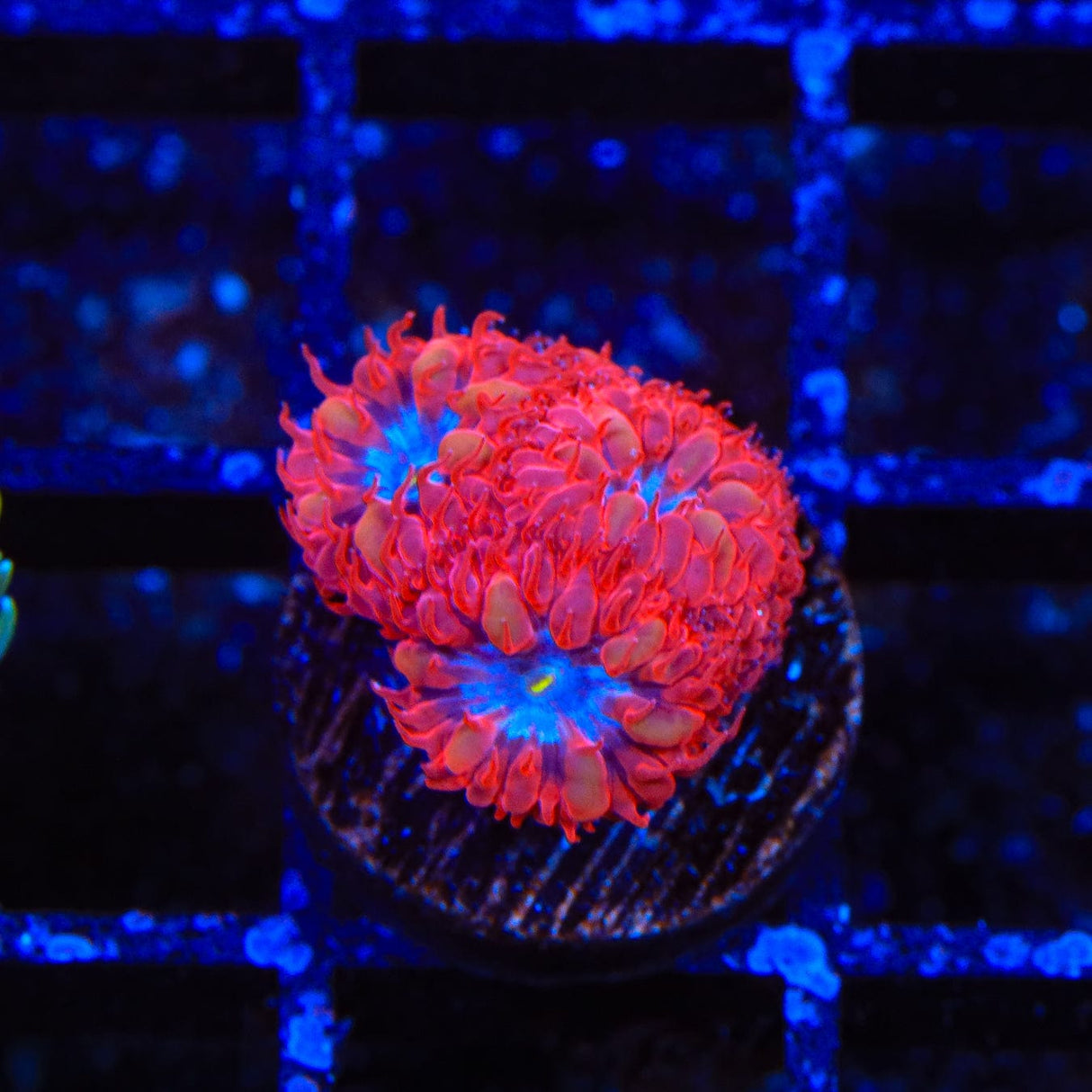 Blue Raven Merletti Blastomussa Coral