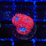 Blue Raven Merletti Blastomussa Coral