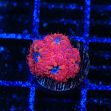Blue Raven Merletti Blastomussa Coral