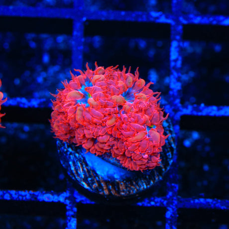 Blue Raven Merletti Blastomussa Coral