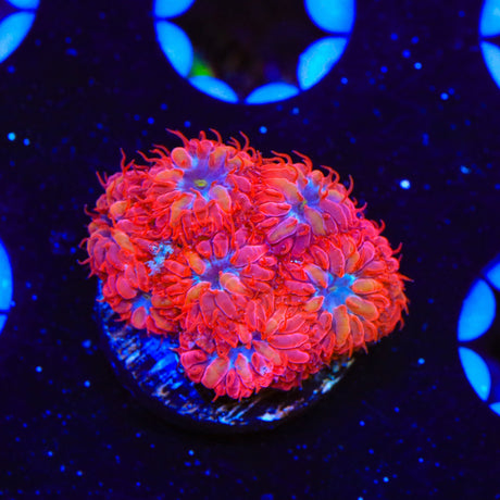 Blue Raven Merletti Blastomussa Coral