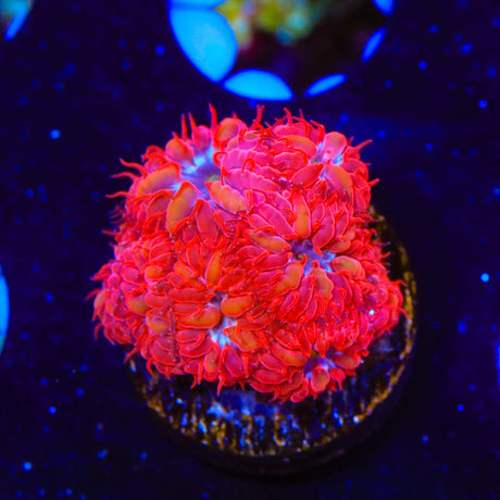 Blue Raven Merletti Blastomussa Coral