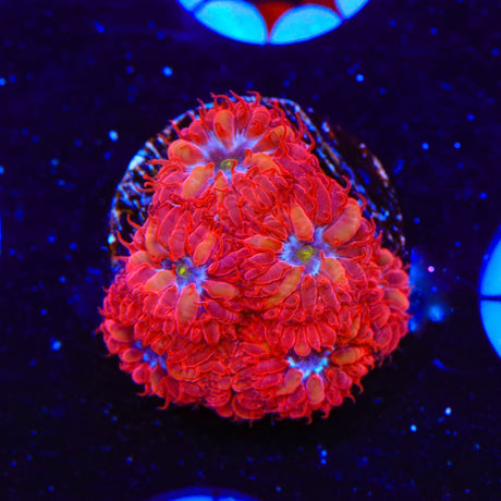 Blue Raven Merletti Blastomussa Coral