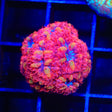 Blue Raven Merletti Blastomussa Coral