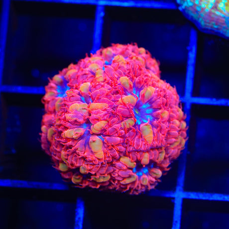 Blue Raven Merletti Blastomussa Coral