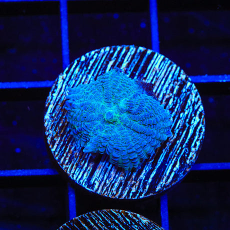 Blue Rhodactis Mushroom Coral