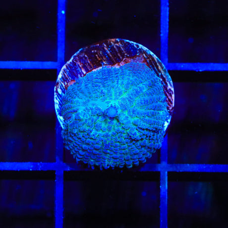 Blue Rhodactis Mushroom Coral