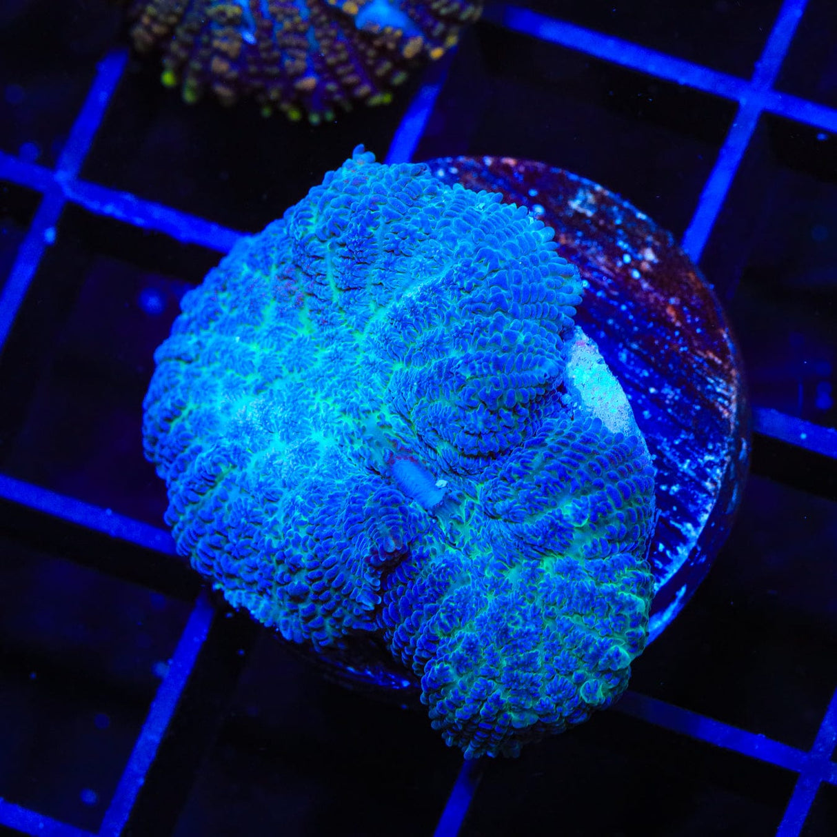 Blue Rhodactis Mushroom Coral