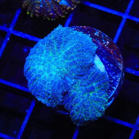 Blue Rhodactis Mushroom Coral
