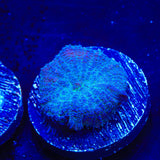 Blue Rhodactis Mushroom Coral