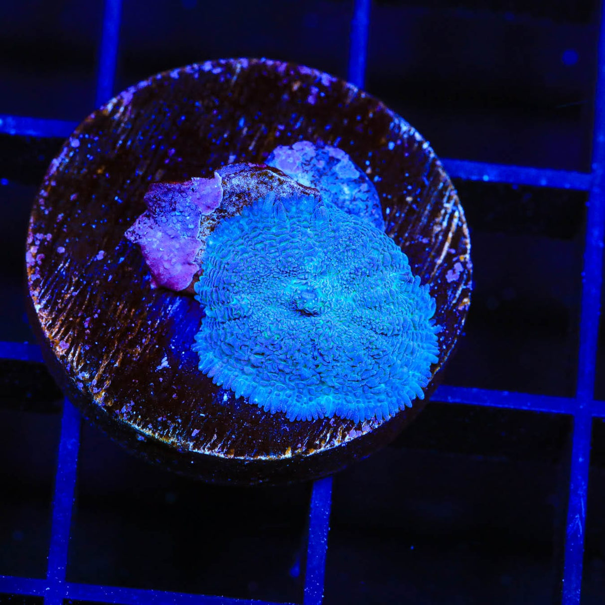 Blue Rhodactis Mushroom Coral