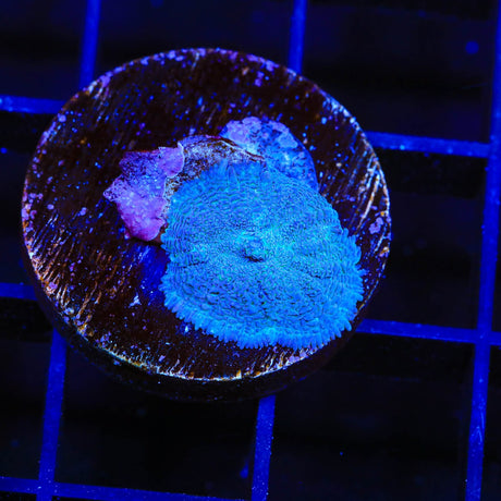 Blue Rhodactis Mushroom Coral