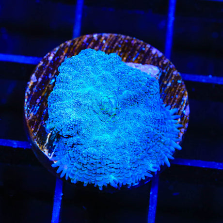 Blue Rhodactis Mushroom Coral