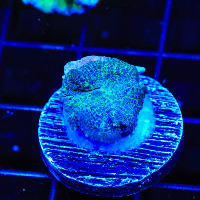 Blue Rhodactis Mushroom Coral