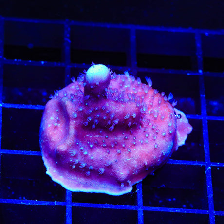 Blue Ridge Coral