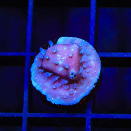 Blue Ridge Coral