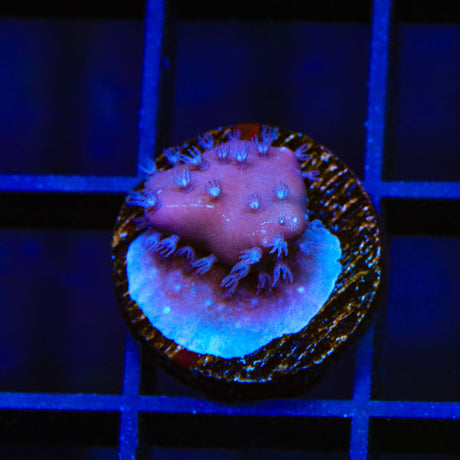 Blue Ridge Coral