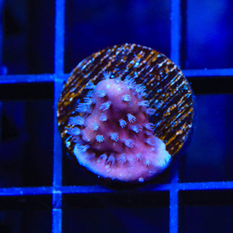 Blue Ridge Coral