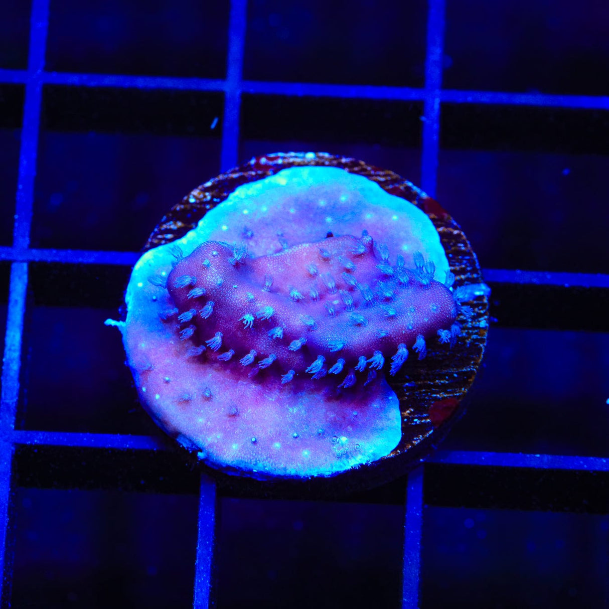 Blue Ridge Coral