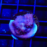 Blue Ridge Coral