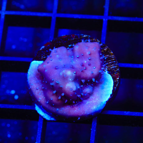Blue Ridge Coral