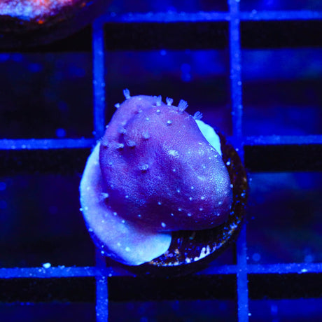 Blue Ridge Coral