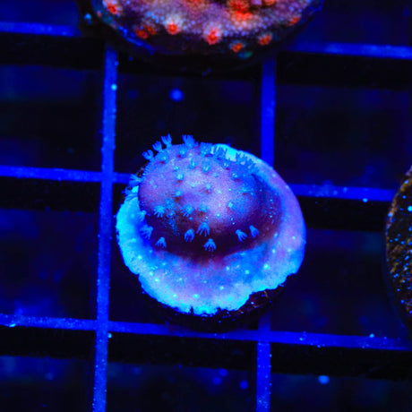 Blue Ridge Coral