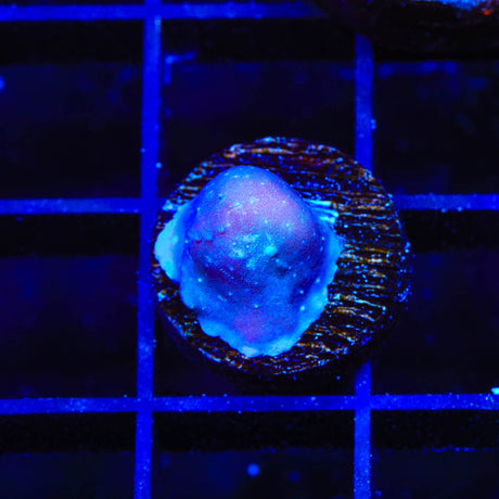 Blue Ridge Coral