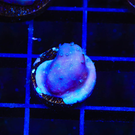 Blue Ridge Coral