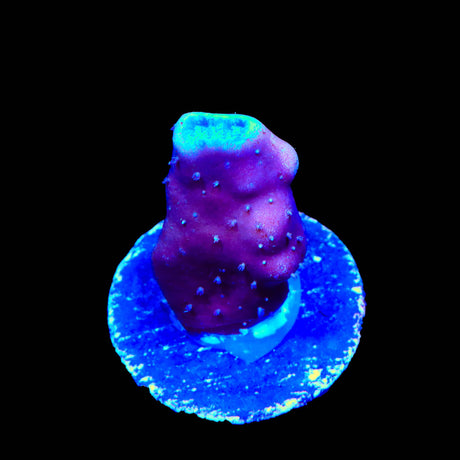 Blue Ridge Heliopora Montipora Cap Coral