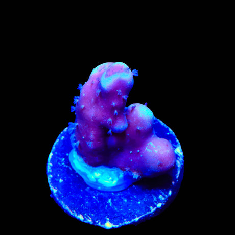 Blue Ridge Heliopora Montipora Cap Coral