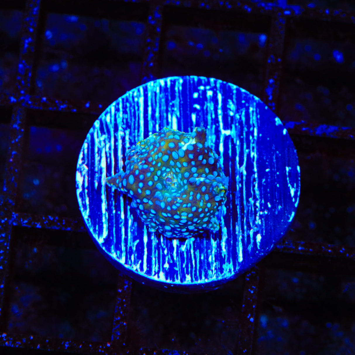 Blue Speckled Mushroom Coral