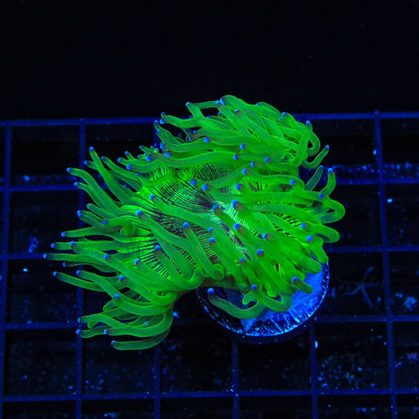 Blue Tip Elegance Coral