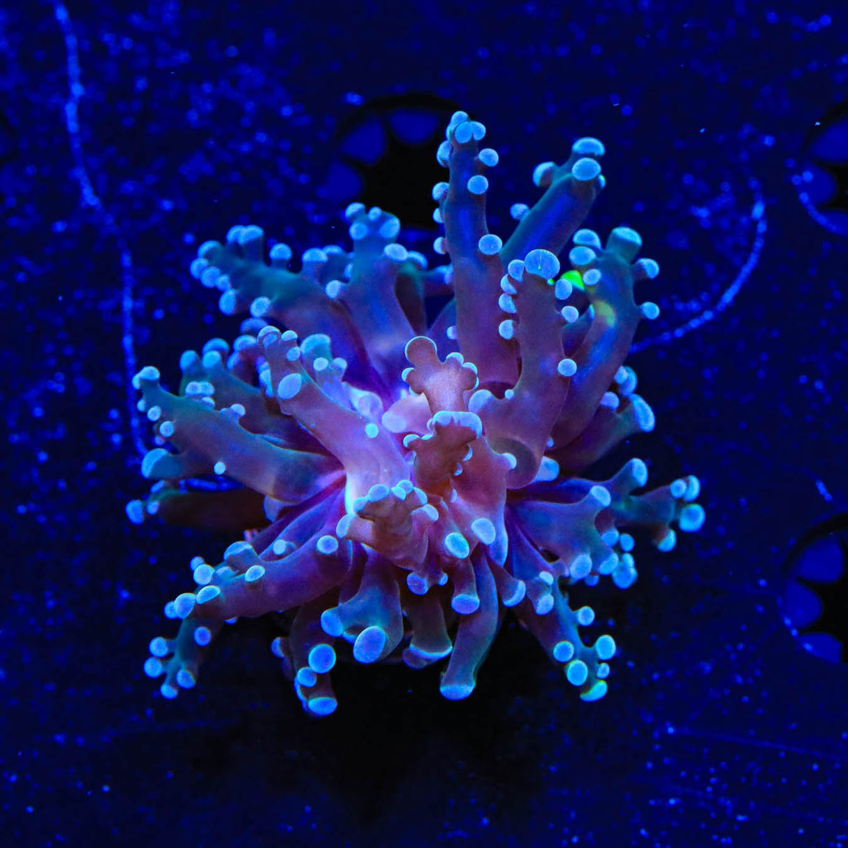 Blue Tip Frogspawn Coral