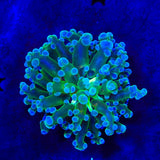 Blue Tip Frogspawn Coral
