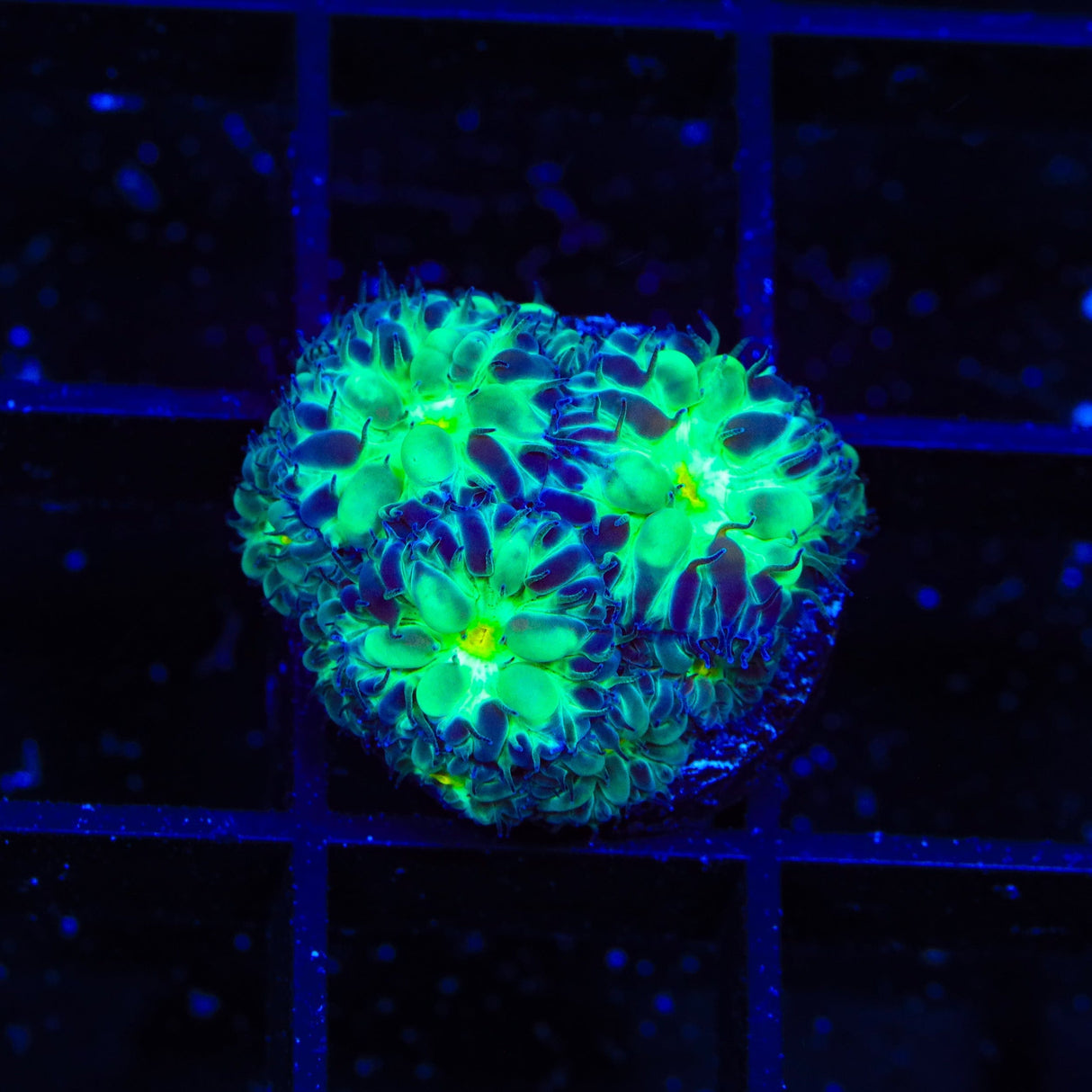 Blueberry Blastomussa Coral