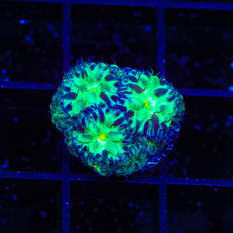 Blueberry Blastomussa Coral