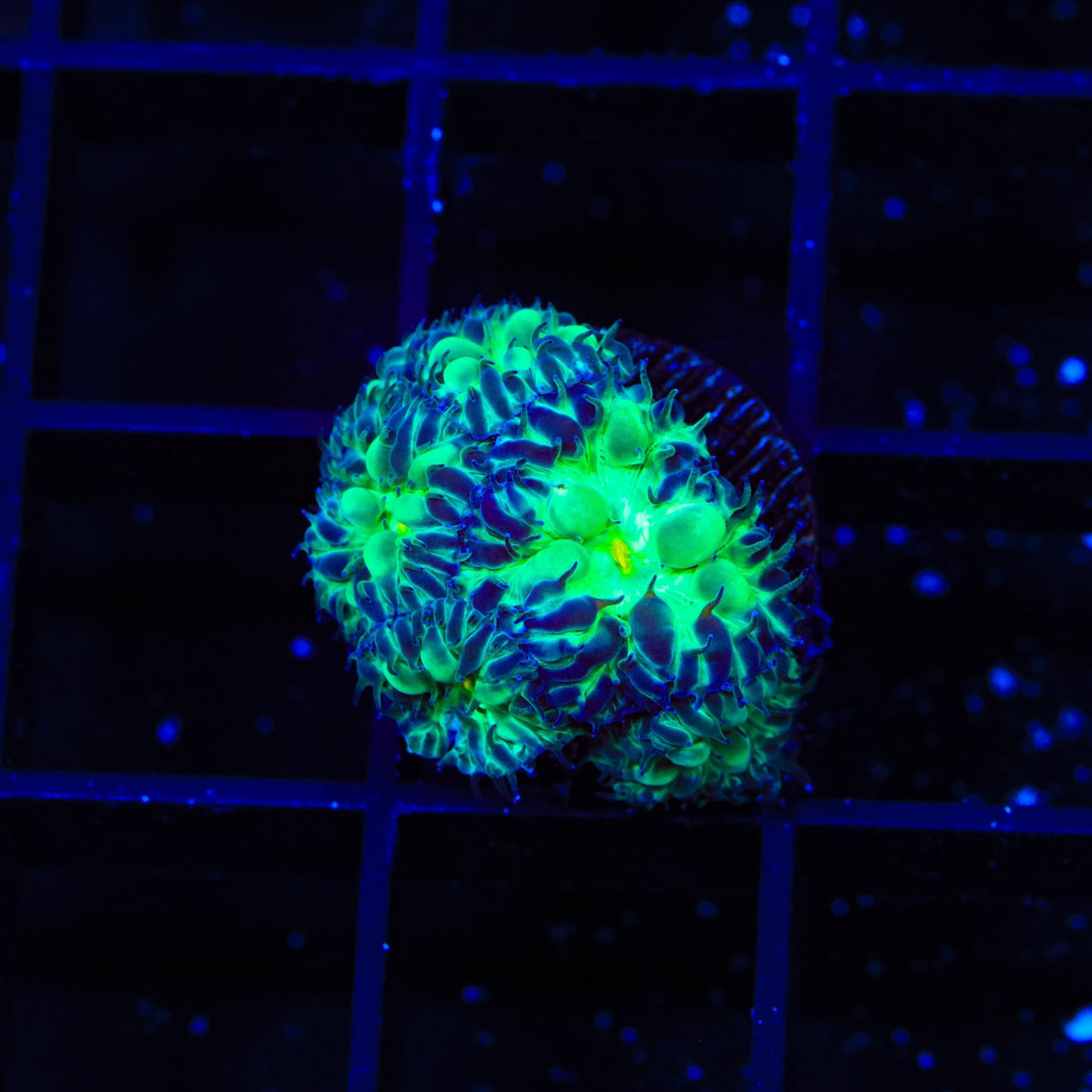 Blueberry Blastomussa Coral