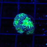 Blueberry Blastomussa Coral