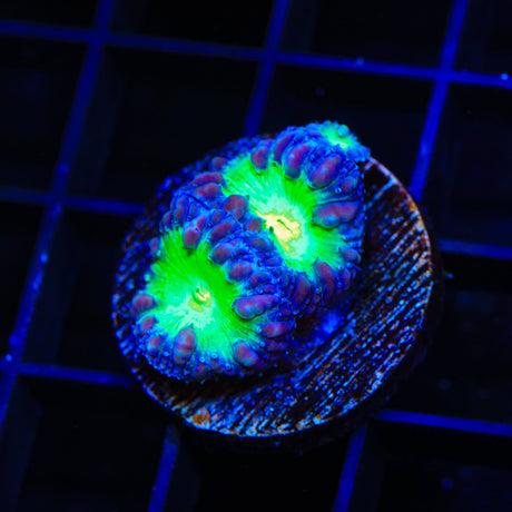 Blueberry Blastomussa Coral