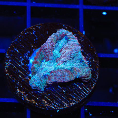 Blueberry Crush Favia Coral